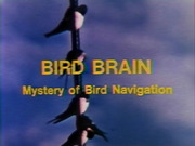 Bird Brain - The Mystery of Bird Navigation (1974)