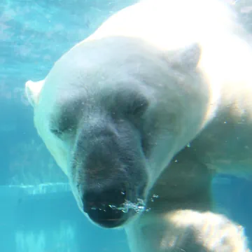 Lincoln Park Zoo, Chicago