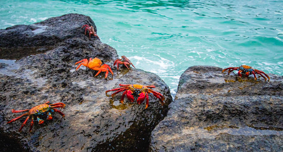 Orange crabs on rocks beside the ocean