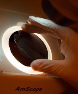 closeup of a gloved hand working with scientific equipment