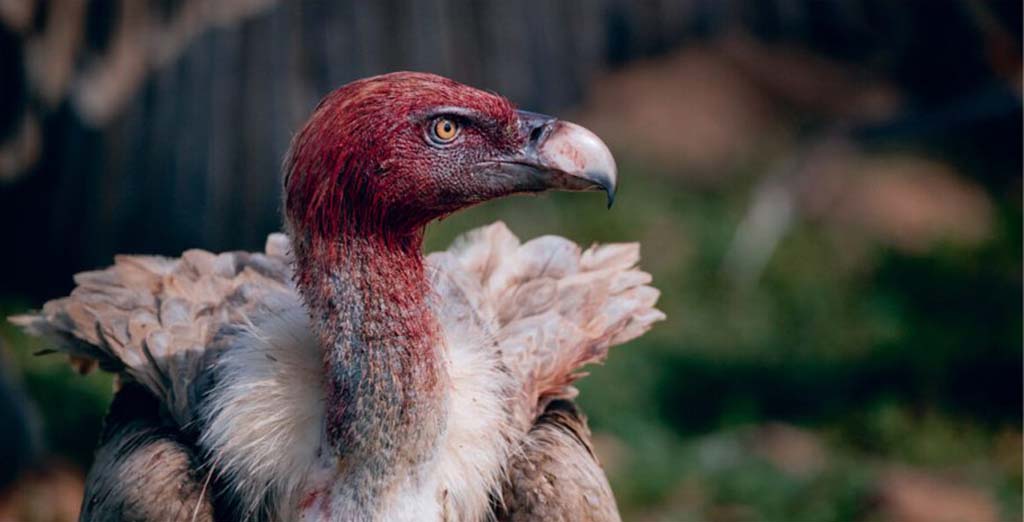 image Exhibition looks at life with vultures