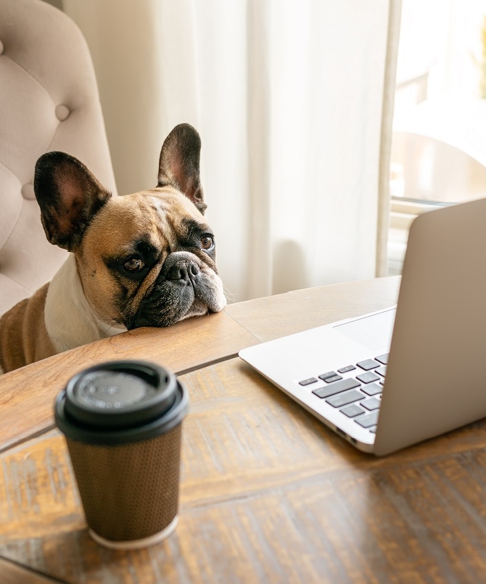 Haustier vor einem Laptop sitzend