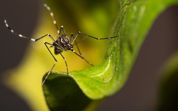 Com a epidemia atual de dengue, muita gente se faz essa pergunta - iStock