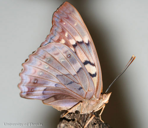 An adult female tawny emperor, Asterocampa clyton (Boisduval & Leconte), with wings closed. 