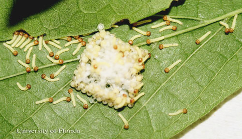 Newly hatched larvae of the tawny emperor, Asterocampa clyton (Boisduval & Leconte). 