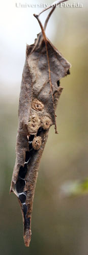 A hibernaculum of the tawny emperor, Asterocampa clyton (Boisduval & Leconte), formed from two leaves. The galls on the hibernaculum were formed by hackberry psyllids. 