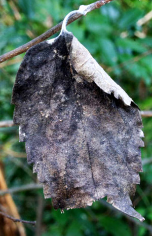 A hibernaculum of the tawny emperor, Asterocampa clyton (Boisduval & Leconte), formed by curling the edge of a single leaf. This small hibernaculum contained five larvae.