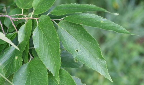 Hackberry, Celtis occidentalis L., a host of the tawny emperor, Asterocampa clyton (Boisduval & Leconte).