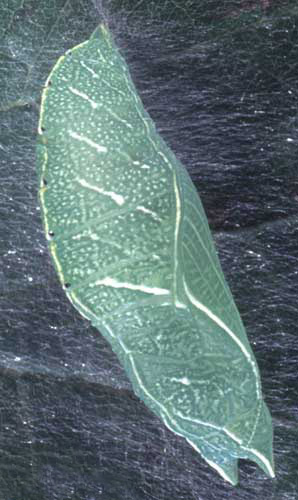 Pupa of the hackberry emperor, Asterocampa celtis (Boisduval & Leconte). 