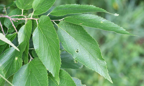 Hackberry, Celtis occidentalis L. (Celtidaceae), a larval host for the hackberry emperor, Asterocampa celtis (Boisduval & Leconte).