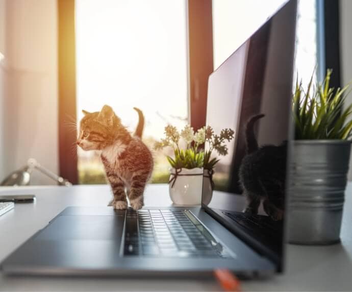 Gato junto a portátil sobre una mesa