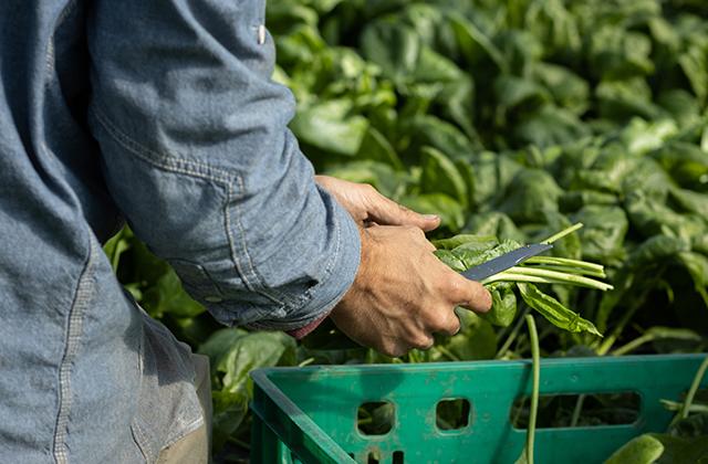 Agricultural workers pickings leaves