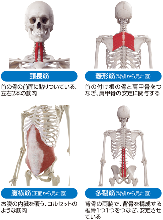 図1　首、肩、腰の主なインナーマッスル