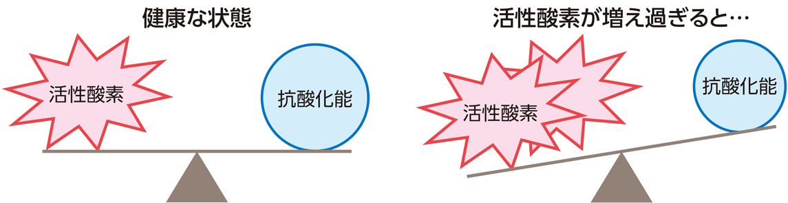 図1　活性酸素と抗酸化能のバランスが大切