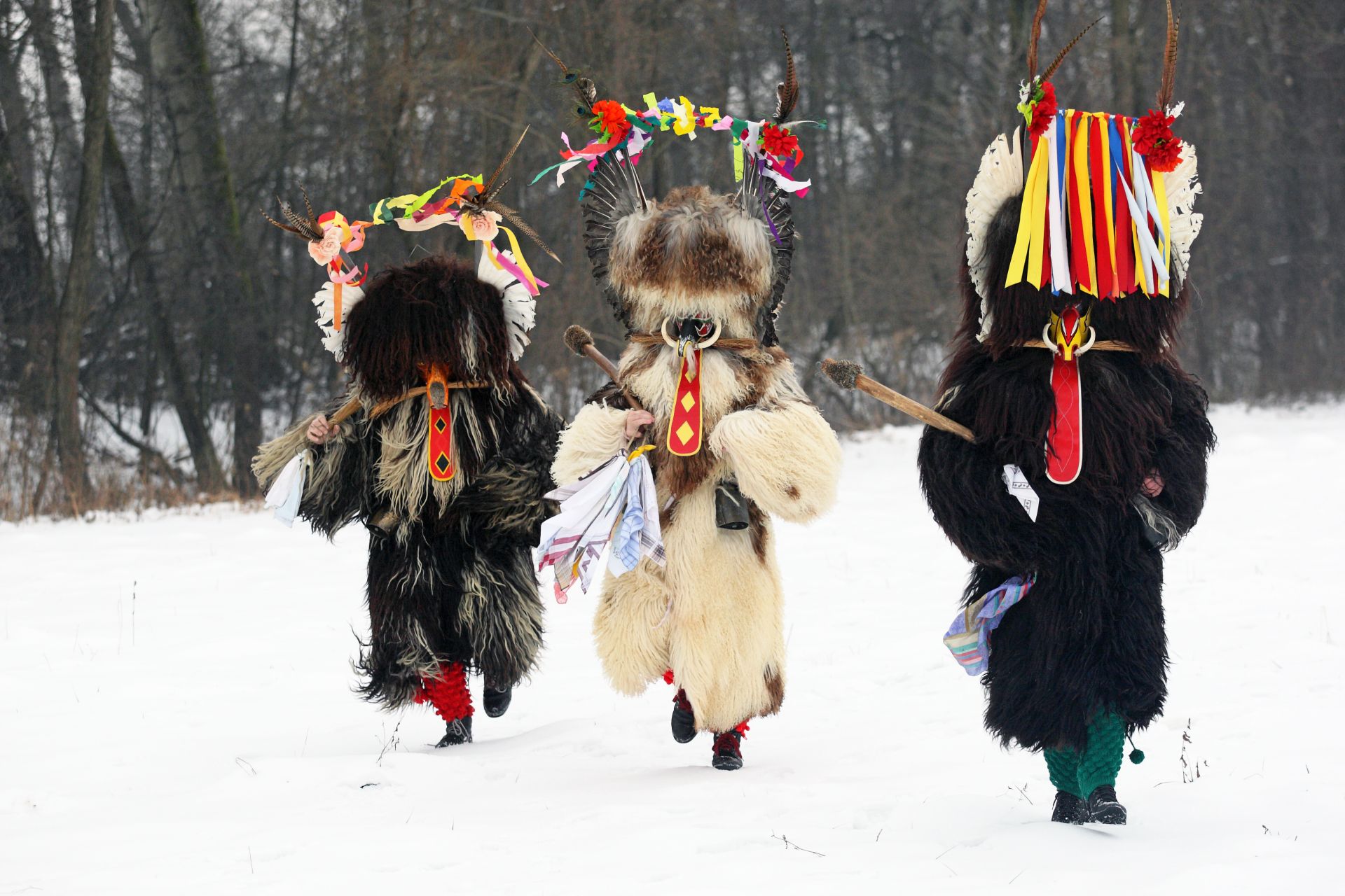 Feathered Korants, Ptuj