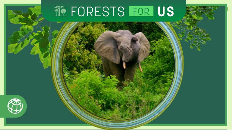 ForestsForUS_Elephant_Mole_National_Park