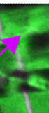 Filamin protects myofibrils from contractile damage through changes in its mechanosensory region