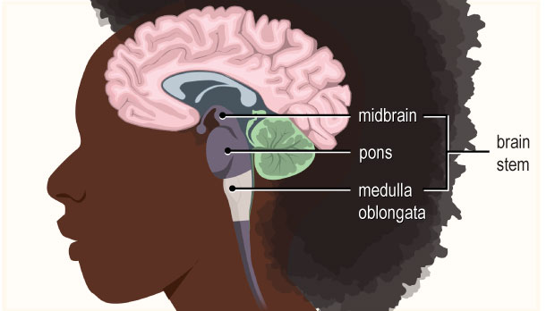 This portion of the brain stem is located just above the spinal cord. It regulates vital functions, such as heartbeat and breathing.