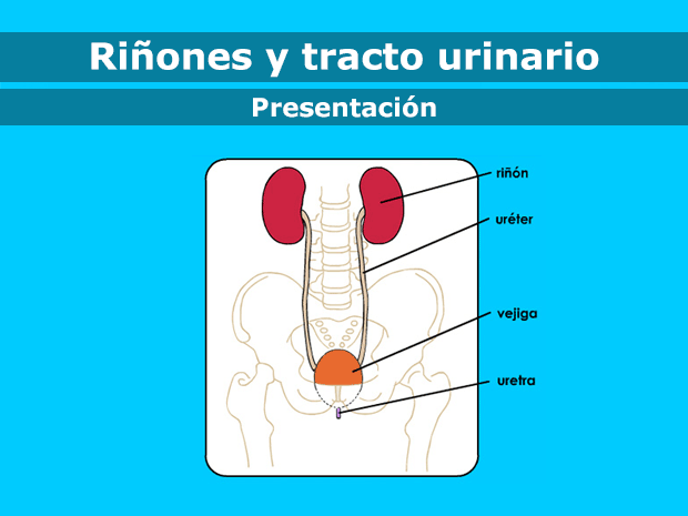 Los riñones hacen muchas cosas, pero su trabajo más importante es eliminar los desechos de la sangre y fabricar la orina (pis). El tracto urinario transporta estos desechos hacia fuera del cuerpo cuando una persona hace pis.

Haz clic para recorrer esta presentación y obtener más información acerca de los riñones y el tracto urinario.