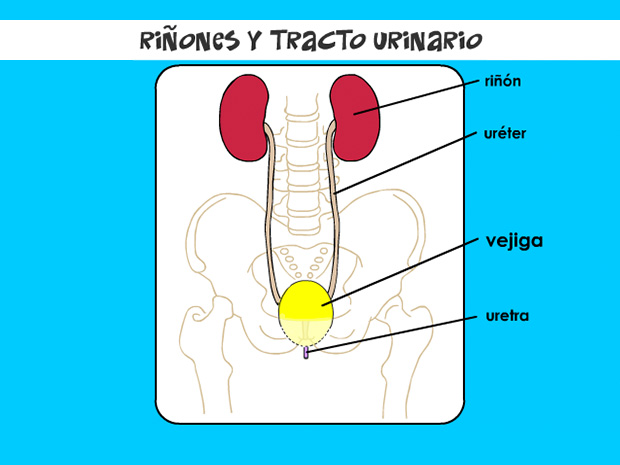 Este saco muscular expansible, ubicado en el bajo vientre, almacena la orina hasta que esta se elimina del cuerpo a través de la uretra.