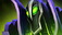 Rubick