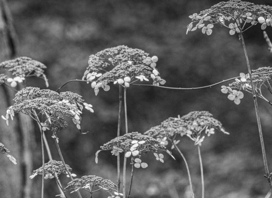 Black and white closeup of hydrangea seedheads on tall thin stems in a winter landscape.