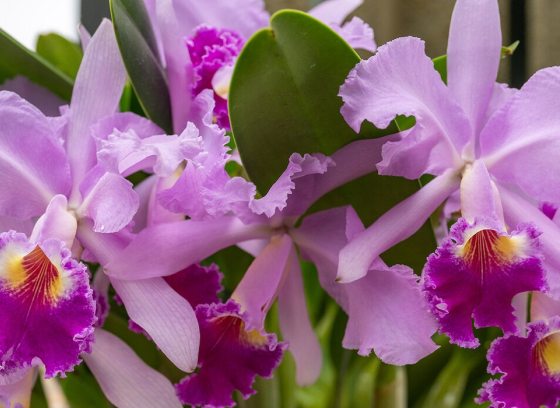 A close up photo of purple cattleya orchids. 