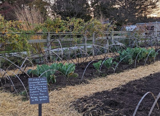 A vegetable garden in the late fall.