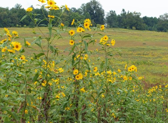 A meadow garden in summer with bright yellow flowers blooming in the foreground.