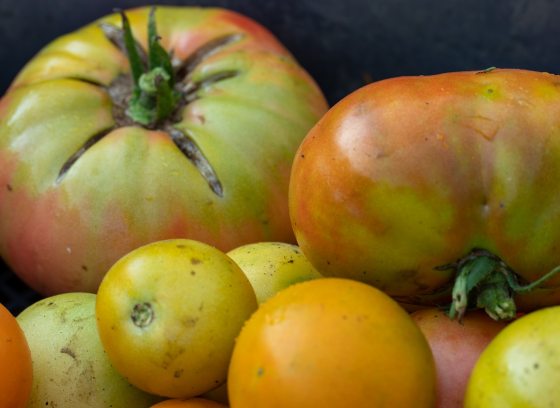 A bunch of tomatoes in a variety of sizes and colors. 