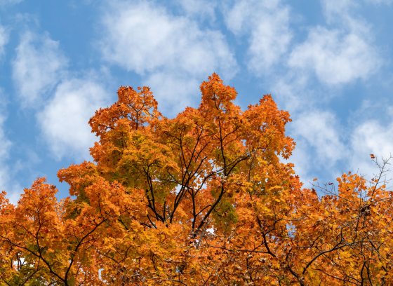 Gold, yellow, and orange leaves on a tree set against a birght blue sky.