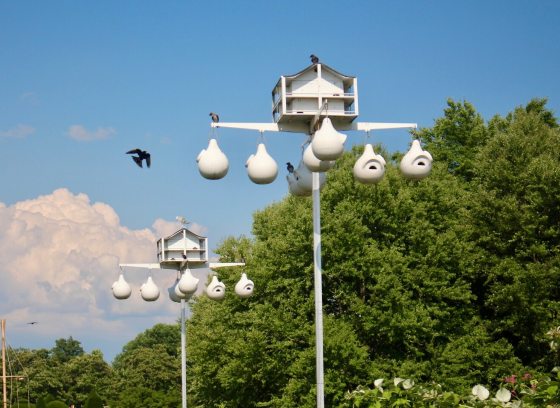 Two purple martin houses, featuring white birdhouses on top of a tall white pole.