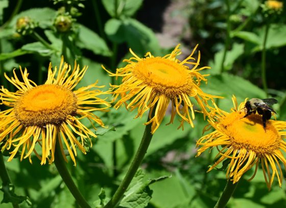 Four yellow flowers with a honeybee resting on one.