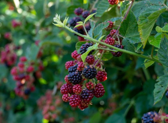 Red and black berries growing on a shrub.