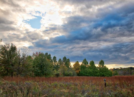 A meadow and field at dusk in autumn.