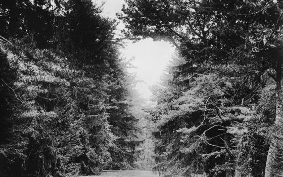 black and white photo of some trees 