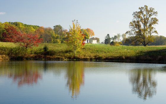 autumn trees reflecting into a small pond