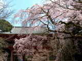 醍醐寺