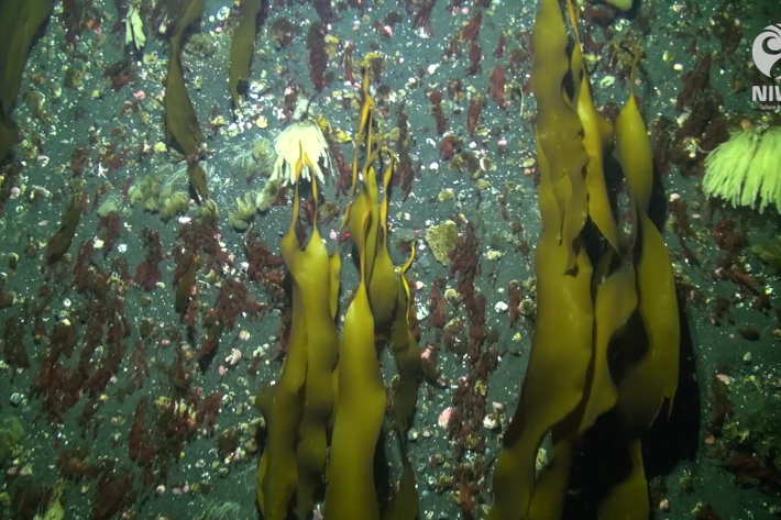 2021_01_BROLL_Antarctic Seaweed_NIWA_bugged_frame grab_mackay.png