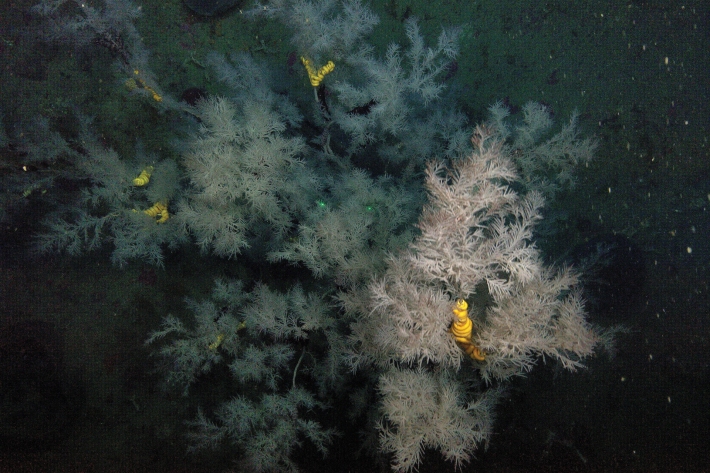 Black coral on Tokomaru shelf reef