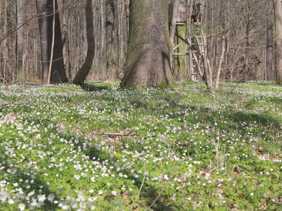 Blühende Waldwiese vor Hochsitz