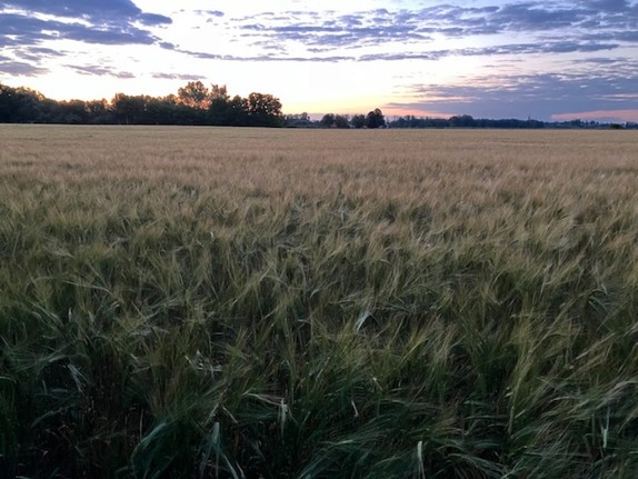 Getreidefeld im Sonnenuntergang