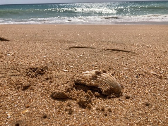 Nahaufnahme einer Muschel am Strand