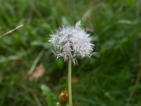 Foto von einer Pusteblume