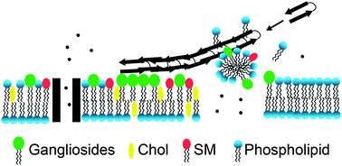 Graphical abstract: Differences between amyloid-β aggregation in solution and on the membrane: insights into elucidation of the mechanistic details of Alzheimer's disease