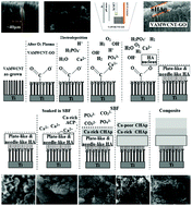 Graphical abstract: Assisted deposition of nano-hydroxyapatite onto exfoliated carbon nanotube oxide scaffolds