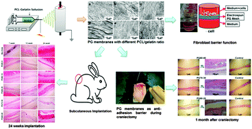 Graphical abstract: Fabrication and evaluation of a homogeneous electrospun PCL–gelatin hybrid membrane as an anti-adhesion barrier for craniectomy