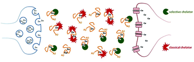 Graphical abstract: How Zn can impede Cu detoxification by chelating agents in Alzheimer's disease: a proof-of-concept study