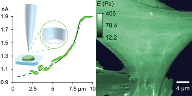 Graphical abstract: Low Stress Ion Conductance Microscopy of Sub-Cellular Stiffness