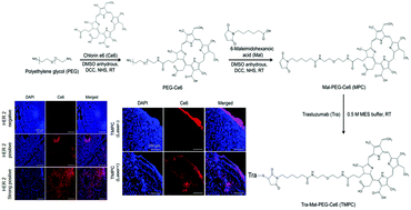 Graphical abstract: Multifunctional trastuzumab–chlorin e6 conjugate for the treatment of HER2-positive human breast cancer